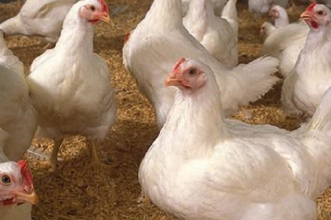 Dinh dưỡng Protein cho gà thịt công nghiệp