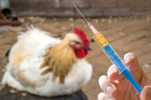 Nguyên tắc sử dụng vaccine trong chăn nuôi